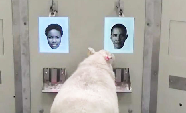 Baa-rack! Sheep recognize Obama from photo