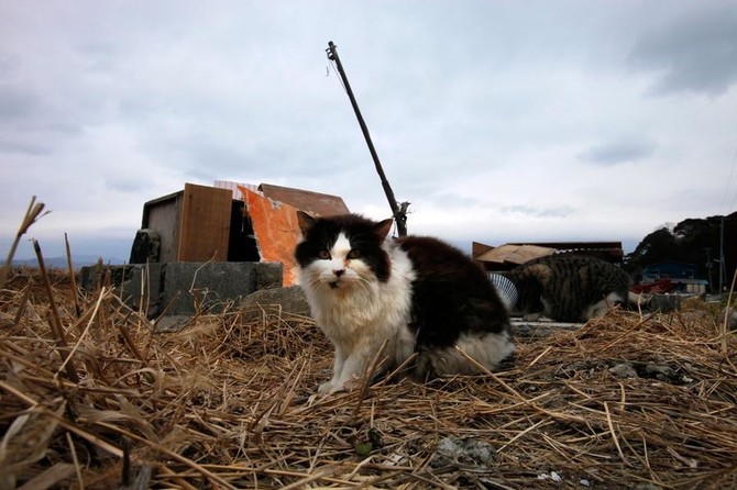 Stray cat a suspect in Japan attempted murder