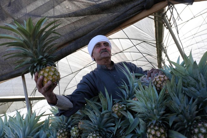 First pineapple farm opens in Gaza