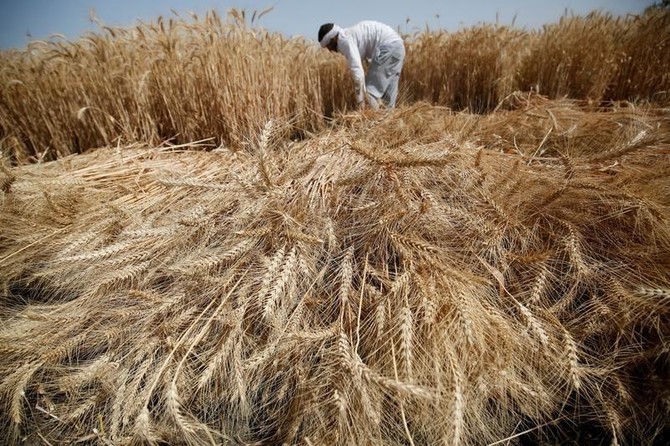 Egypt ruling to reinstate ergot ban renews wheat import uncertainty