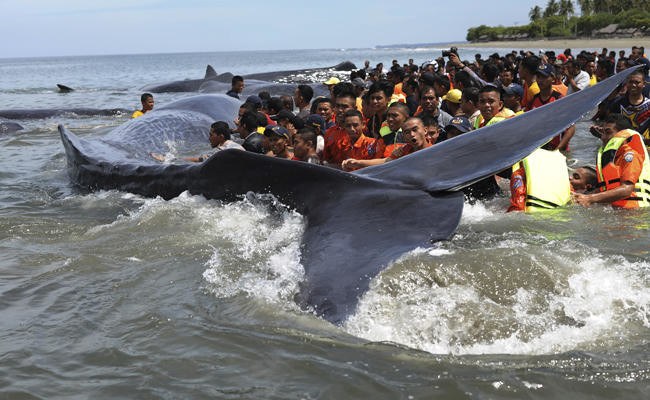 World’s largest whales are mostly ‘right-handed’, study finds