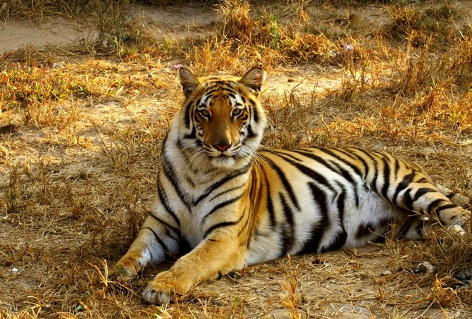 Bangladesh striving to save endangered Bengal tigers