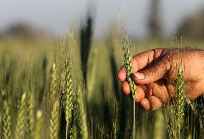 Egypt’s agriculture ministry updates policy to end ergot confusion