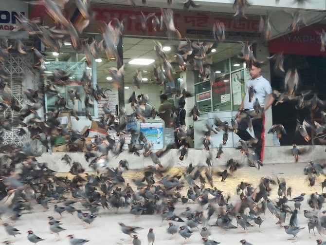 Bangladeshi man — who feeds 2,000 birds every morning — is now a national attraction