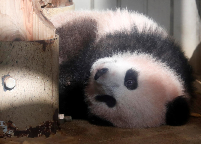 Baby panda makes press debut at Japan zoo