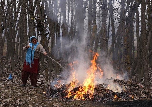 Kashmir bans burning of leaves as India deals with worsening pollution