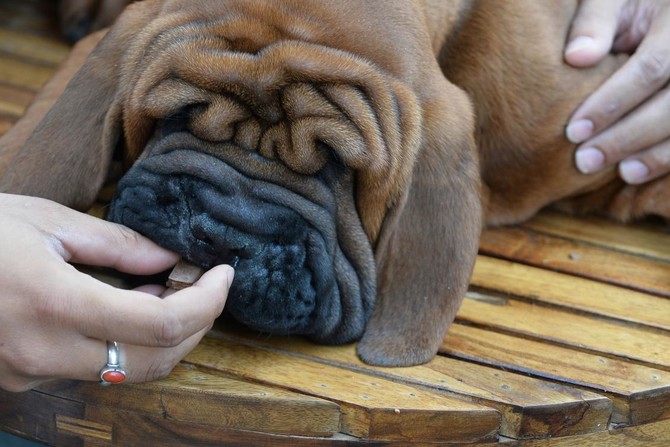 ‘Tis the season to hide the chocolate from your dog