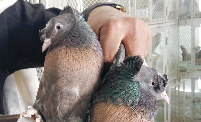 Prized pigeons are big attraction at Madinah market