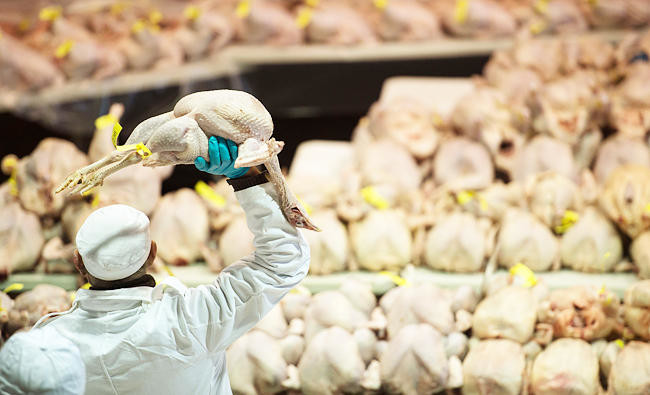 New bird flu cases reported in KSA; transport of live birds between regions banned