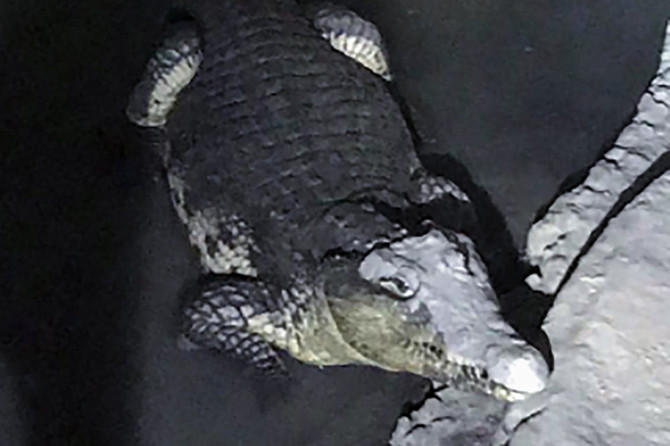 Russian police face an unexpected crocodile in basement