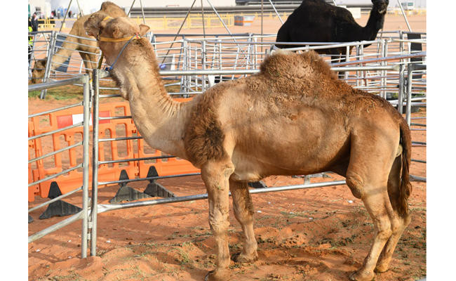 Check out the world’s tallest camel