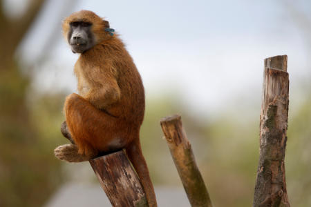 Paris Zoo visitors evacuated after 4 baboons escaped