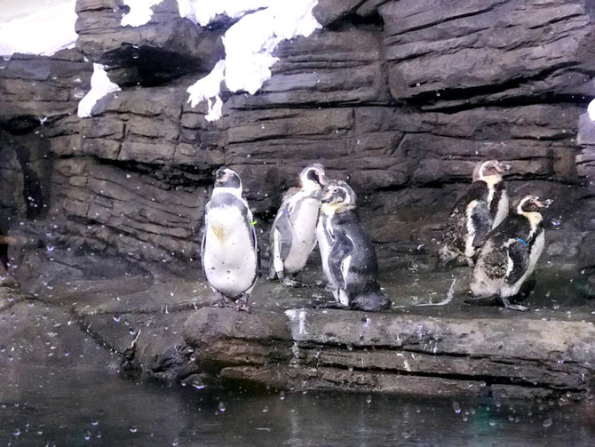 Aquarium hosts first-ever penguins in Saudi Arabia