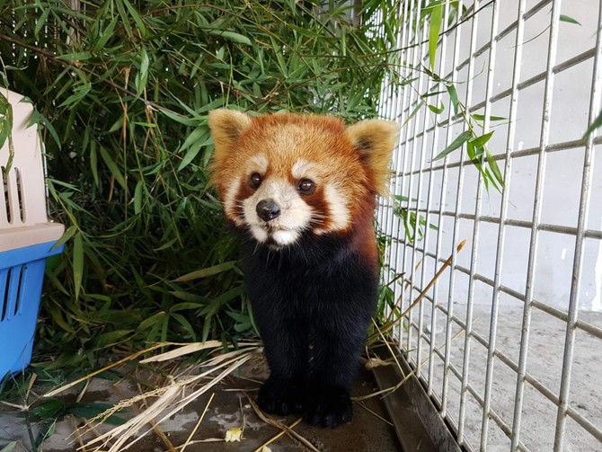 Red pandas rescued in Laos stir fears over exotic pet trade