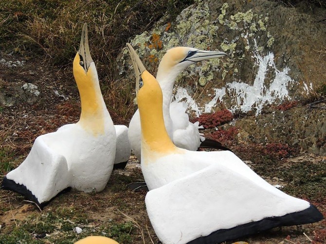 ‘World’s loneliest bird’ Nigel dies in New Zealand