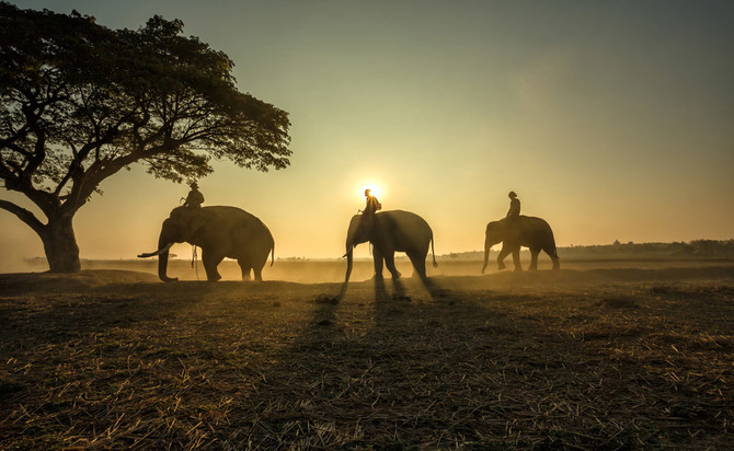 Dawn: Illegal trade in wildlife rife across Pakistan, says study