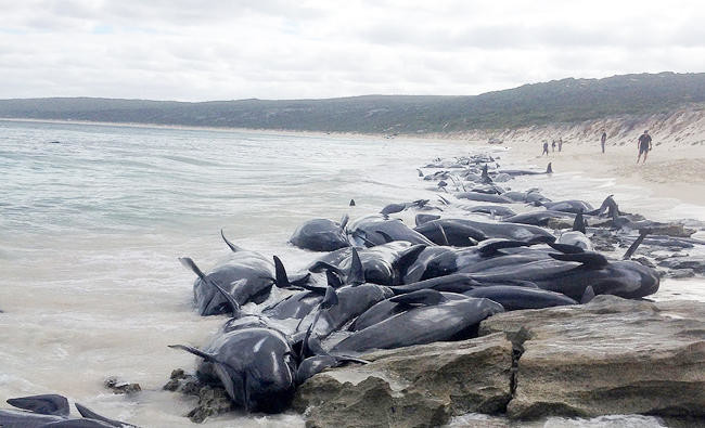 Australian volunteers save 5 of over 150 stranded whales