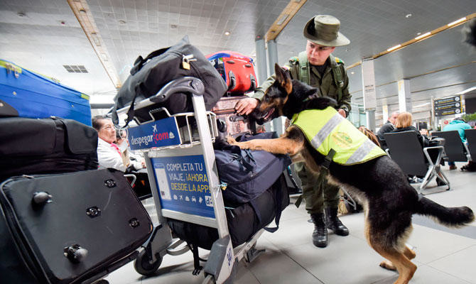 do dogs at the airport sniff for drugs