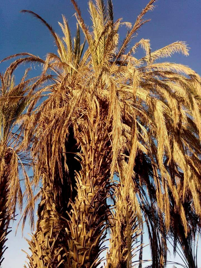 In Pakistan's Balochistan, Drought Shrivels Both Crops And Hopes 