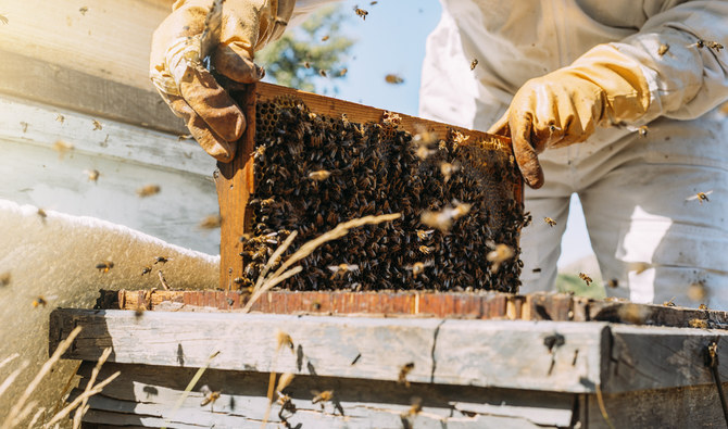 Honey, beekeeping turn Afghan province into business hive | Arab News