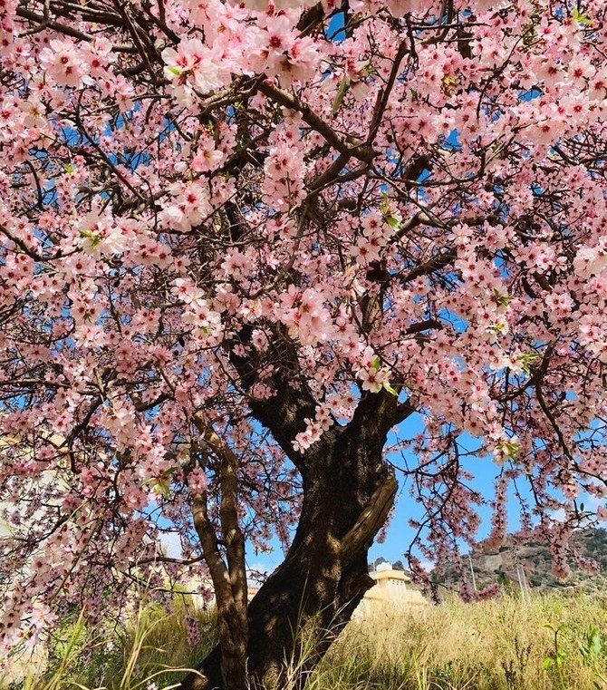 Taif's almond trees add color to natural beauty of 'City of Roses