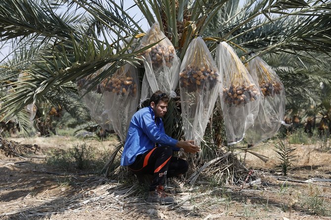 Date palm investments in Jordan reach 500 million Arab News