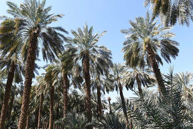 Saudi ministry inspects male palm trees project | Arab News