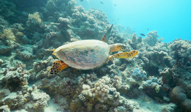 Saudi Arabia’s NEOM and KAUST join forces to protect endangered turtle ...