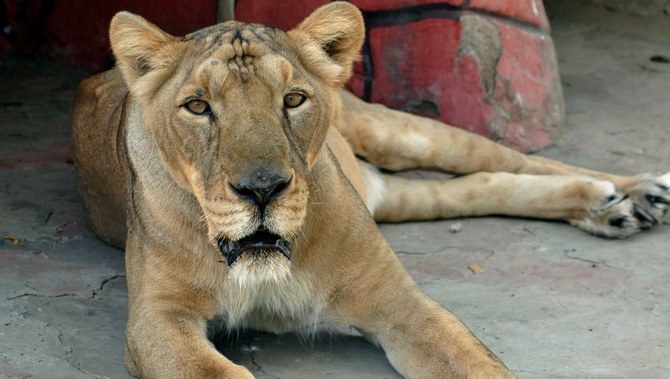 Egyptian man seen parading lion on his shoulder arrested