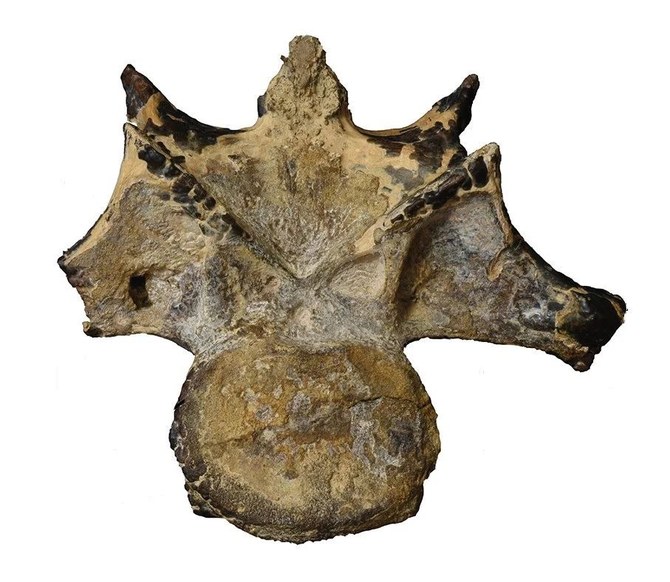 Dinosaur fossil found in Egypt | Arab News