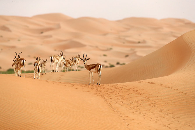 How Saudi Arabia’s Wildlife Sanctuaries Are Helping To Preserve A ...