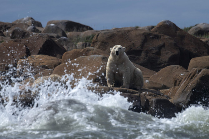 Receding ice leaves Canada’s polar bears at rising risk | Arab News