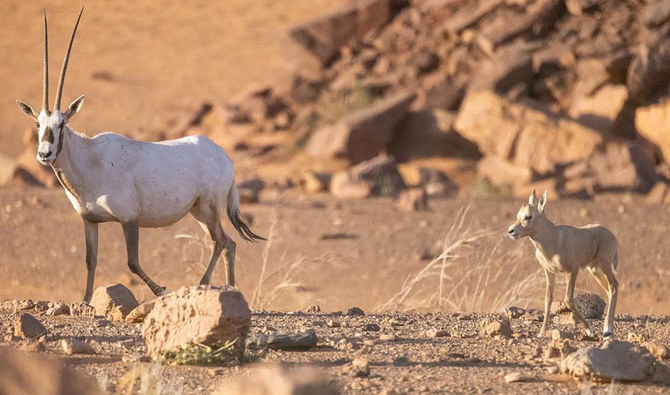 Saudi National Center For Wildlife Reveals Species Protected From ...