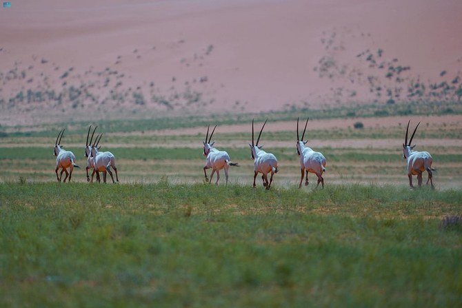 Saudi wildlife center releases 40 endangered animals into King ...