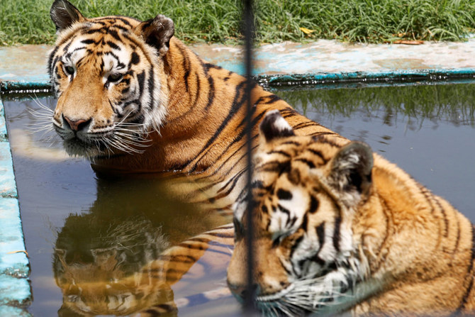 Baghdad Zoo Animals Suffer as Mercury Hits 50 Degrees