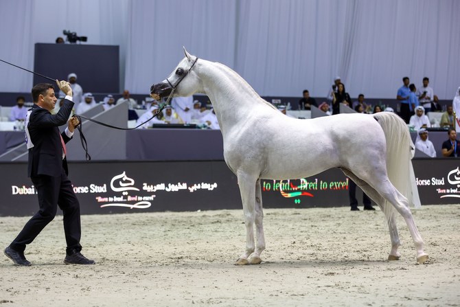 4m Up For Grabs At Dubai International Arabian Horse Championship 2024   4191621 204563734 