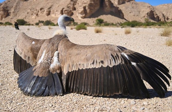 National Center for Wildlife releases 34 animals into the Ibex Reserve