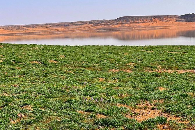 King Salman Royal Reserve Festival to promote afforestation culture