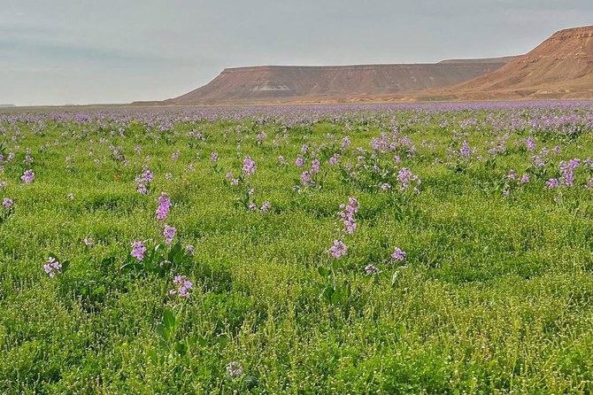 King Salman Royal Reserve Festival to promote afforestation culture