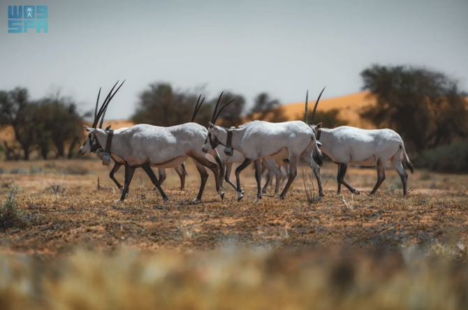 Eight Arabian oryx calves born at royal reserve | Arab News