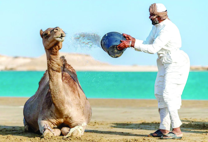 Camel herders use Alheda’a — a combination of sounds, gestures, and sometimes musical instruments — to communicate with their camels. (SPA)