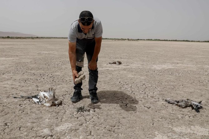 Baby flamingos saved from drought-decimated lake in Algeria | Arab News