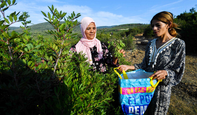 Tunisian women herb harvesters struggle with drought