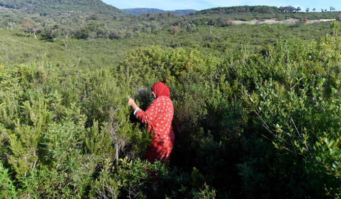 Tunisian women herb harvesters struggle with drought