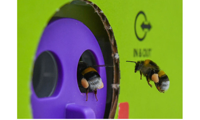 First-ever study shows bumble bees 'play' - Queen Mary University of London