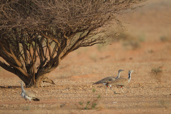 KSA wildlife body takes steps to protect rare species of birds