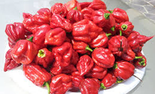 Worlds Hottest Chilli Pepper Gives Man ‘thunderclap Headaches Arab News 4366