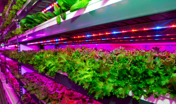 EKFC builds largest vertical farming facility in Dubai