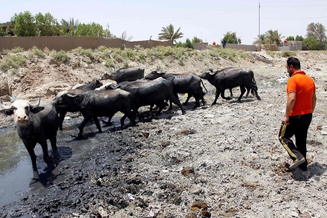 Iraqi farmers fight to save cattle from drought
