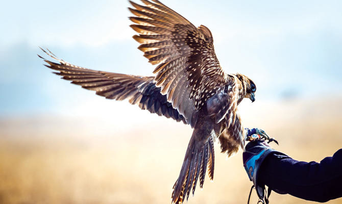 Saudi Falcons Find Relief At Abu Dhabi Bird Hospital Arab News